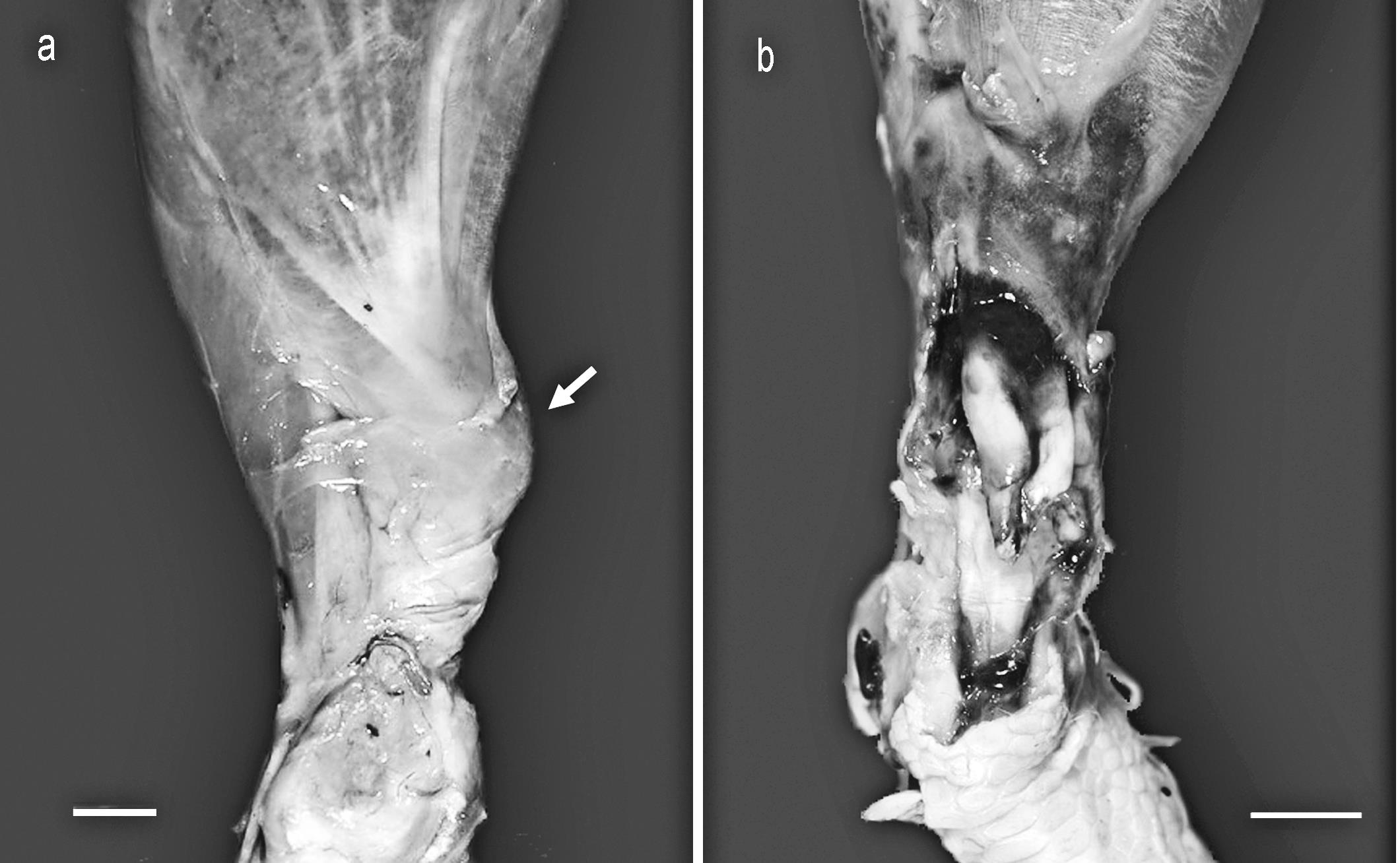 Rupture of Gastrocnemius Tendon in Broiler Breeder Hens