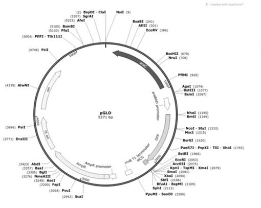 transformation-of-escherichia-coli-with-the-pglo-plasmid-going-beyond