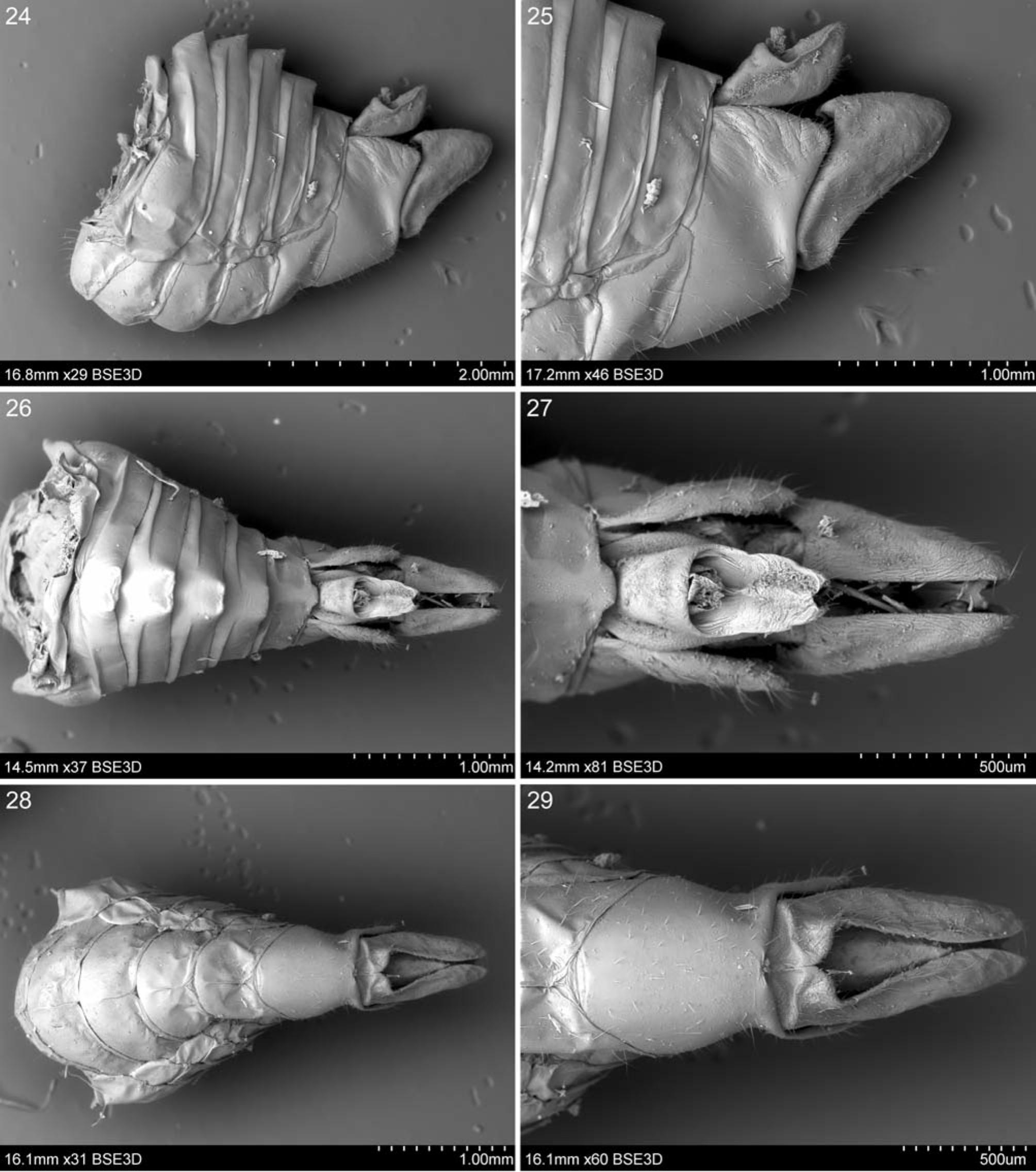 Jeromicanus Gen Nov Of Ricaniidae Hemiptera Fulgoromorpha From South East Asia