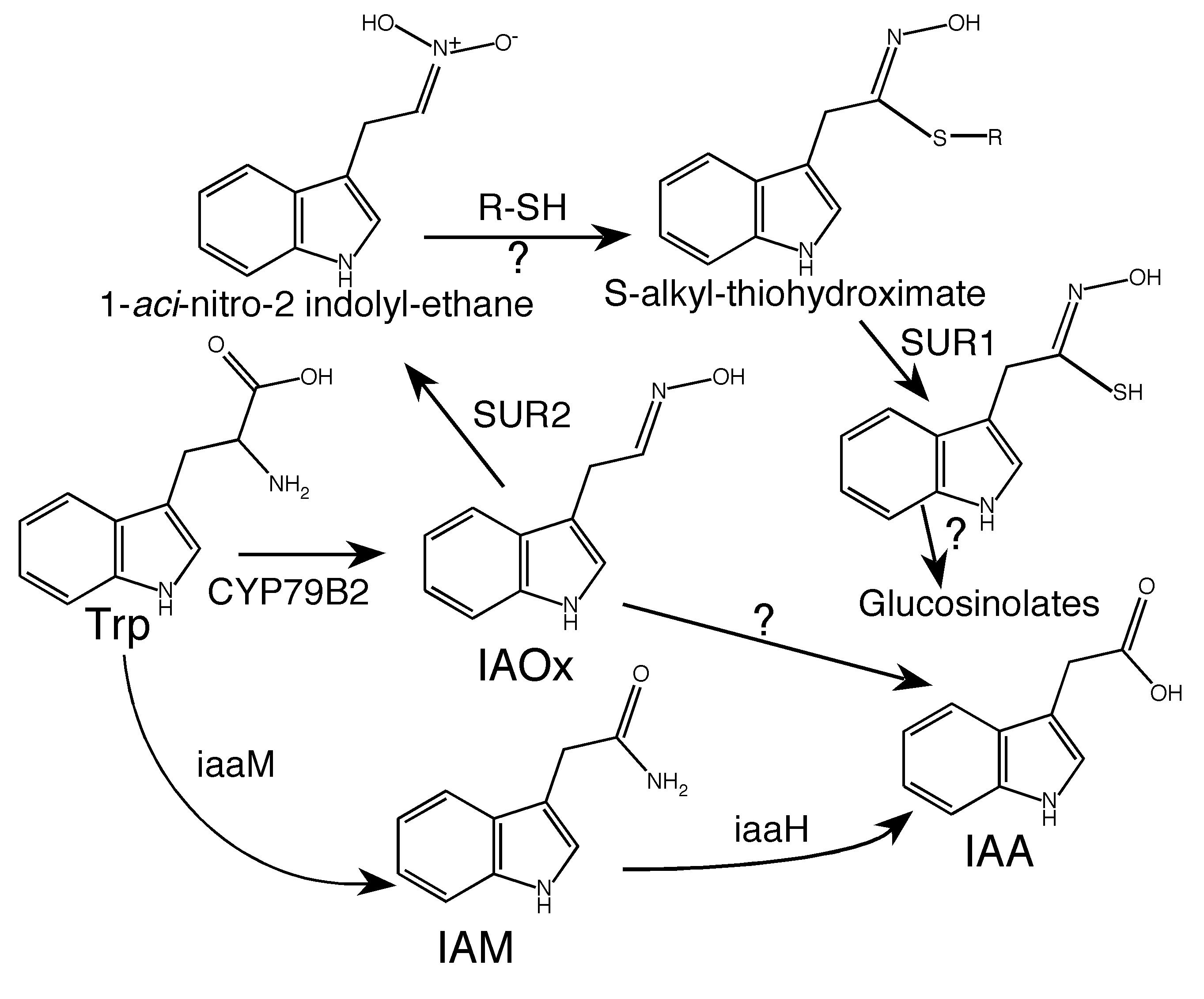 Auxin Biosynthesis