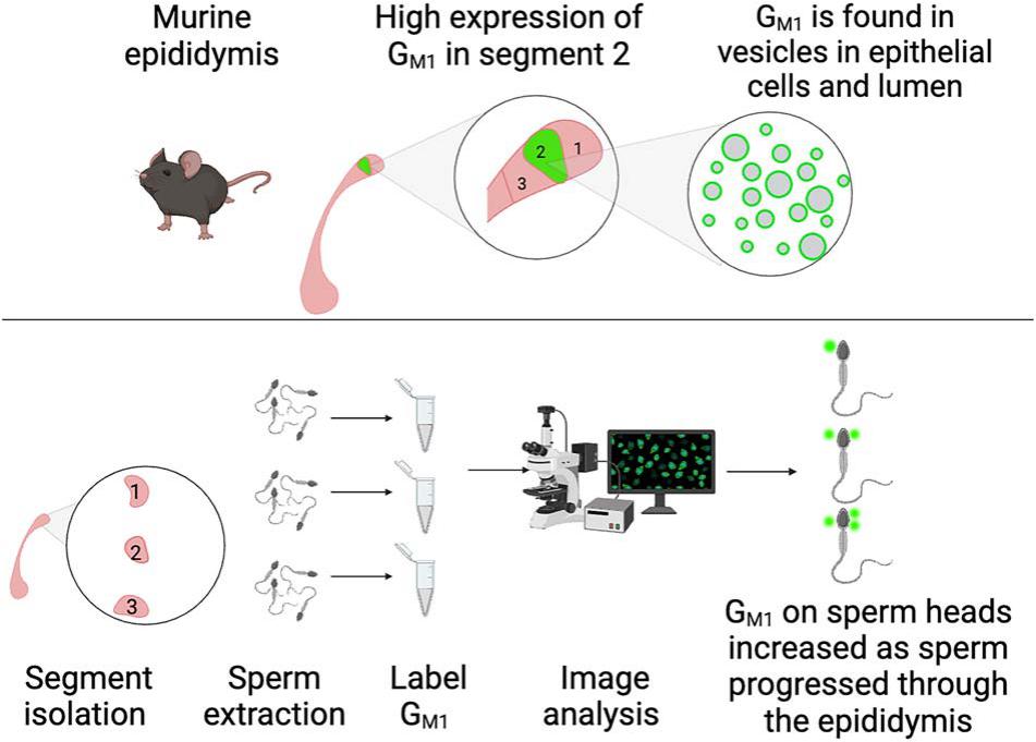 Segmental differentiation of the murine epididymis: identification of ...