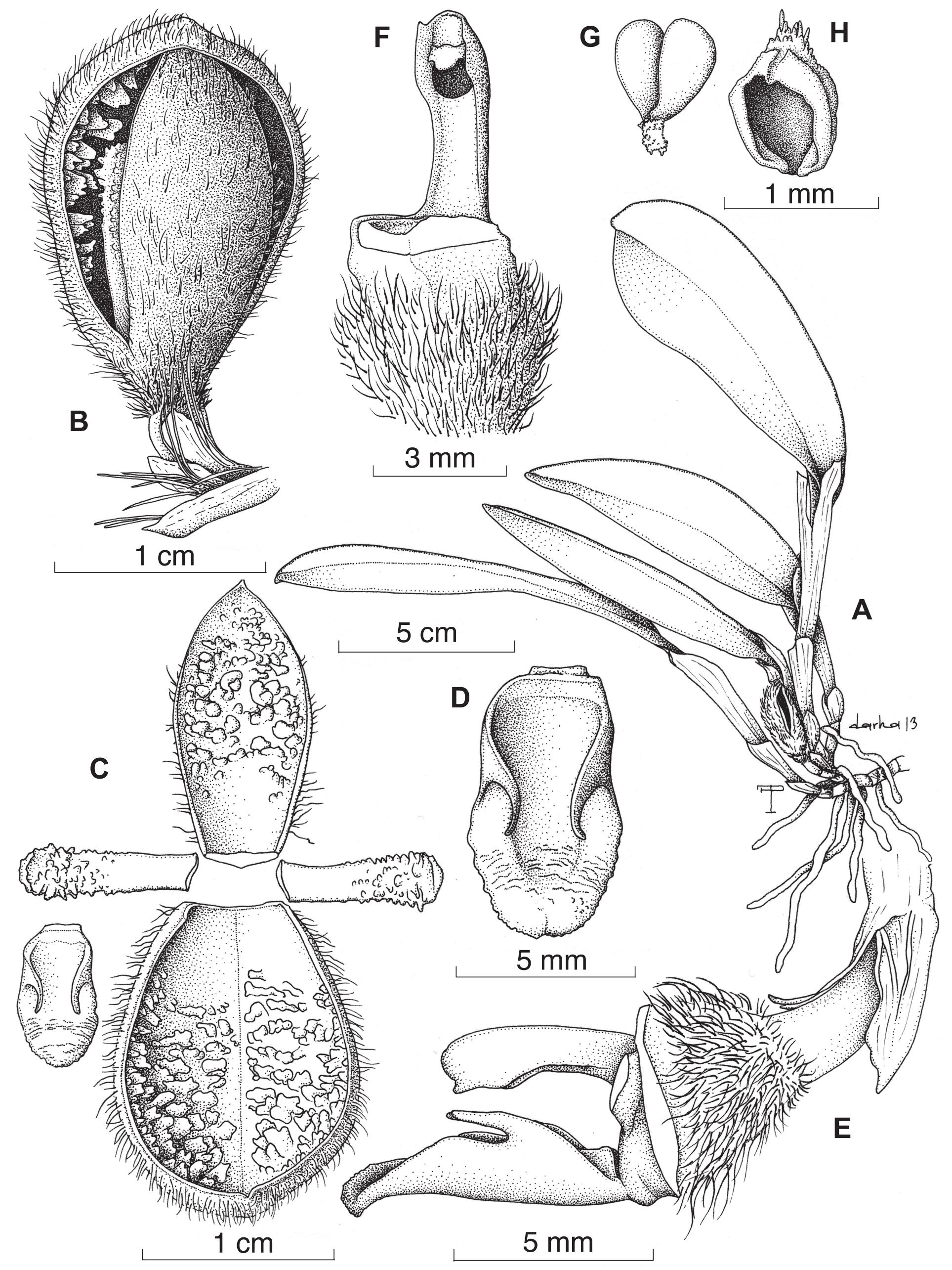 Florae Costaricensis Subtribui Pleurothallidinis Prodromus Systematics Of Echinosepala Orchidaceae