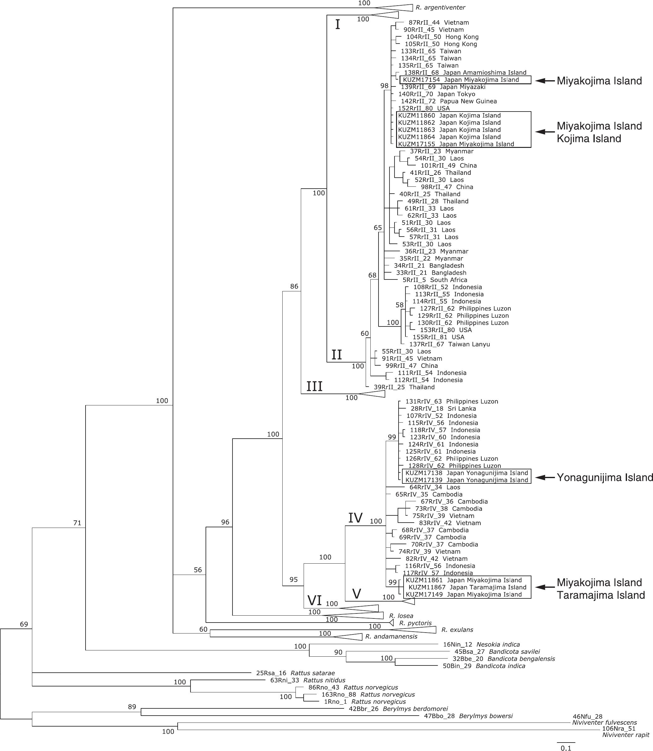 First Record of Lineage IV of Rattus tanezumi (Rodentia: Muridae) from ...