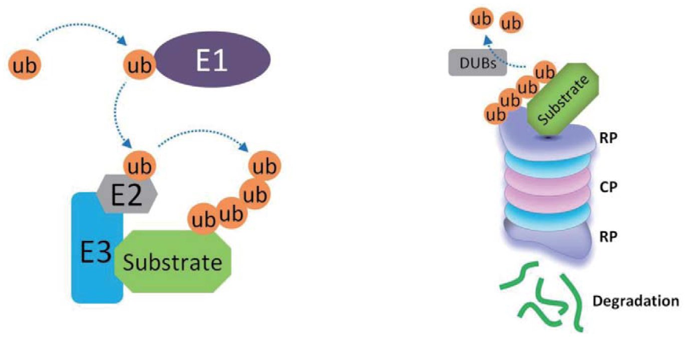 The Ubiquitin Proteasome System In The Maternal To Zygotic Transition 3211