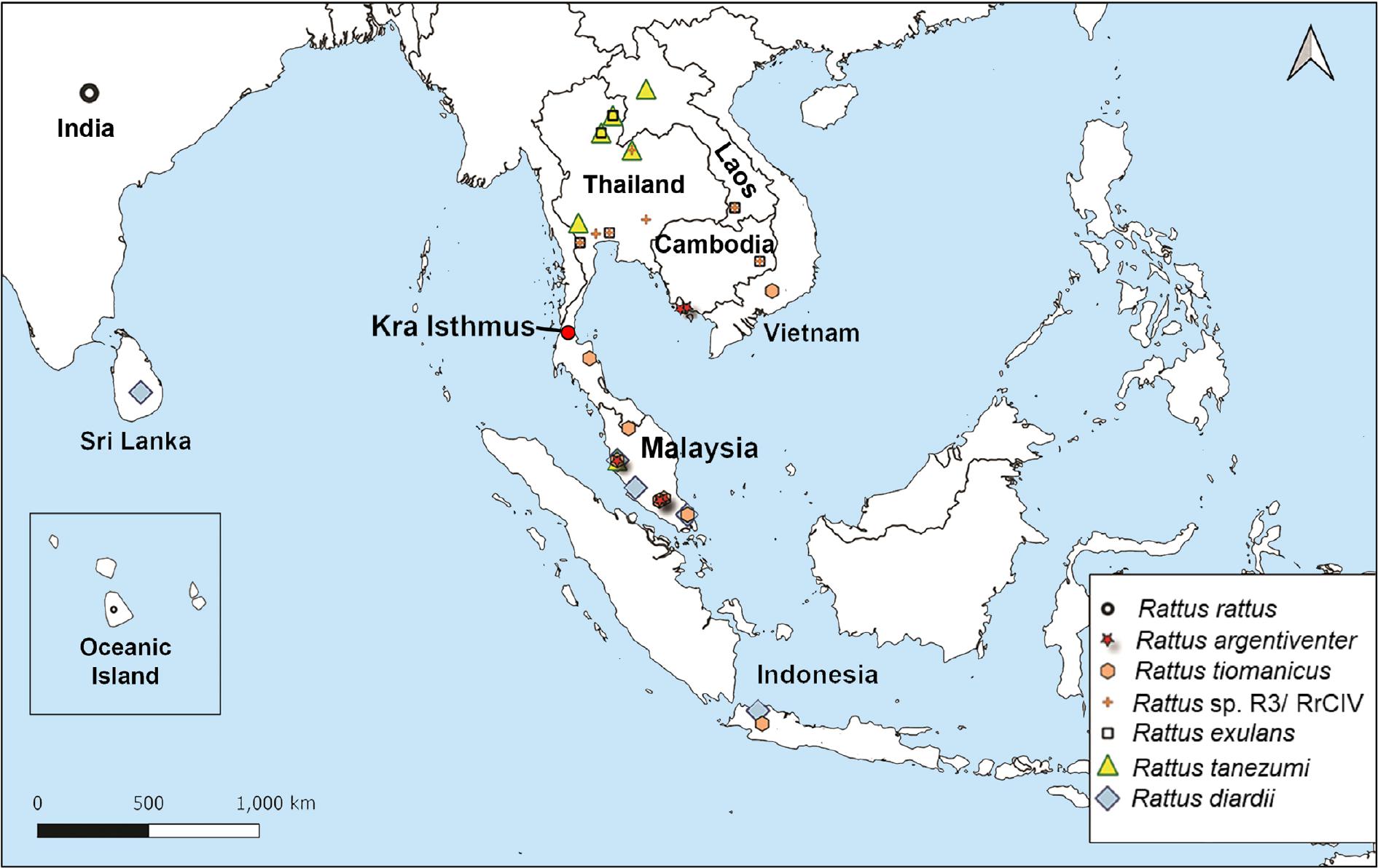 Molecular Identification and Genetic Variation of Rattus Species From ...