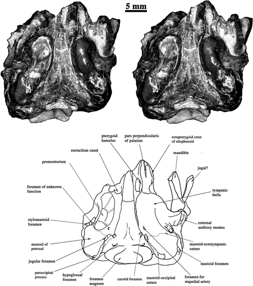 i0003-0082-3371-1-1-f09.gif