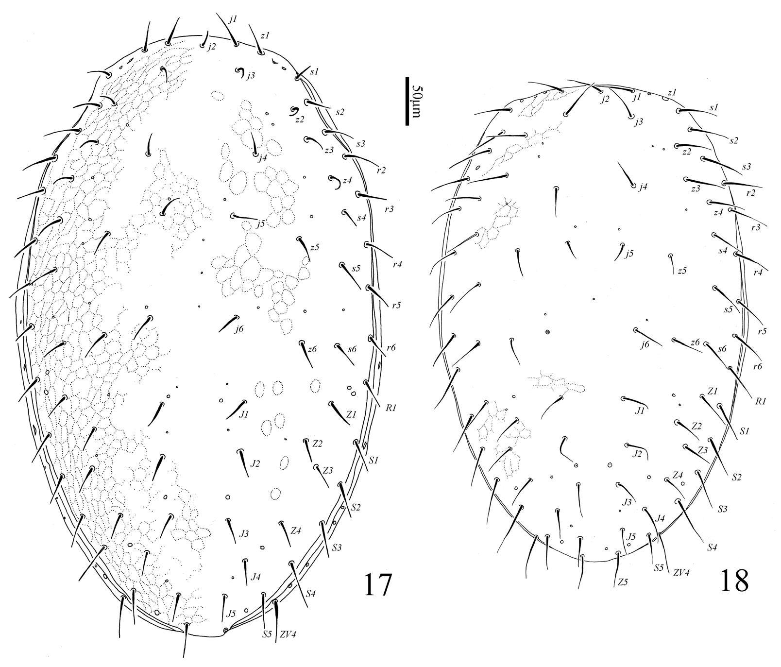 Redescription of Weiseronyssus mirus Samšiňák, 1962 (Mesostigmata ...