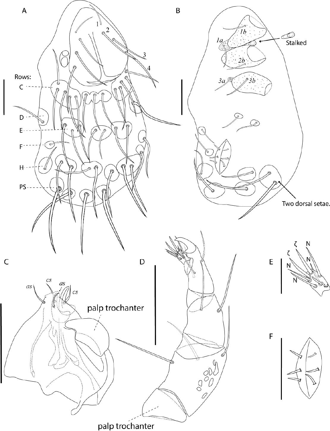 The missing metamorphosis: DNA barcoding reveals that Allotanaupodoidea ...