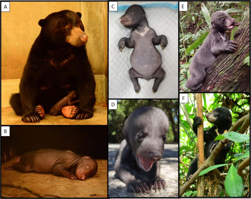 Hand Rearing Bear Hand-rearing and developmental milestones of a Bornean sun bear