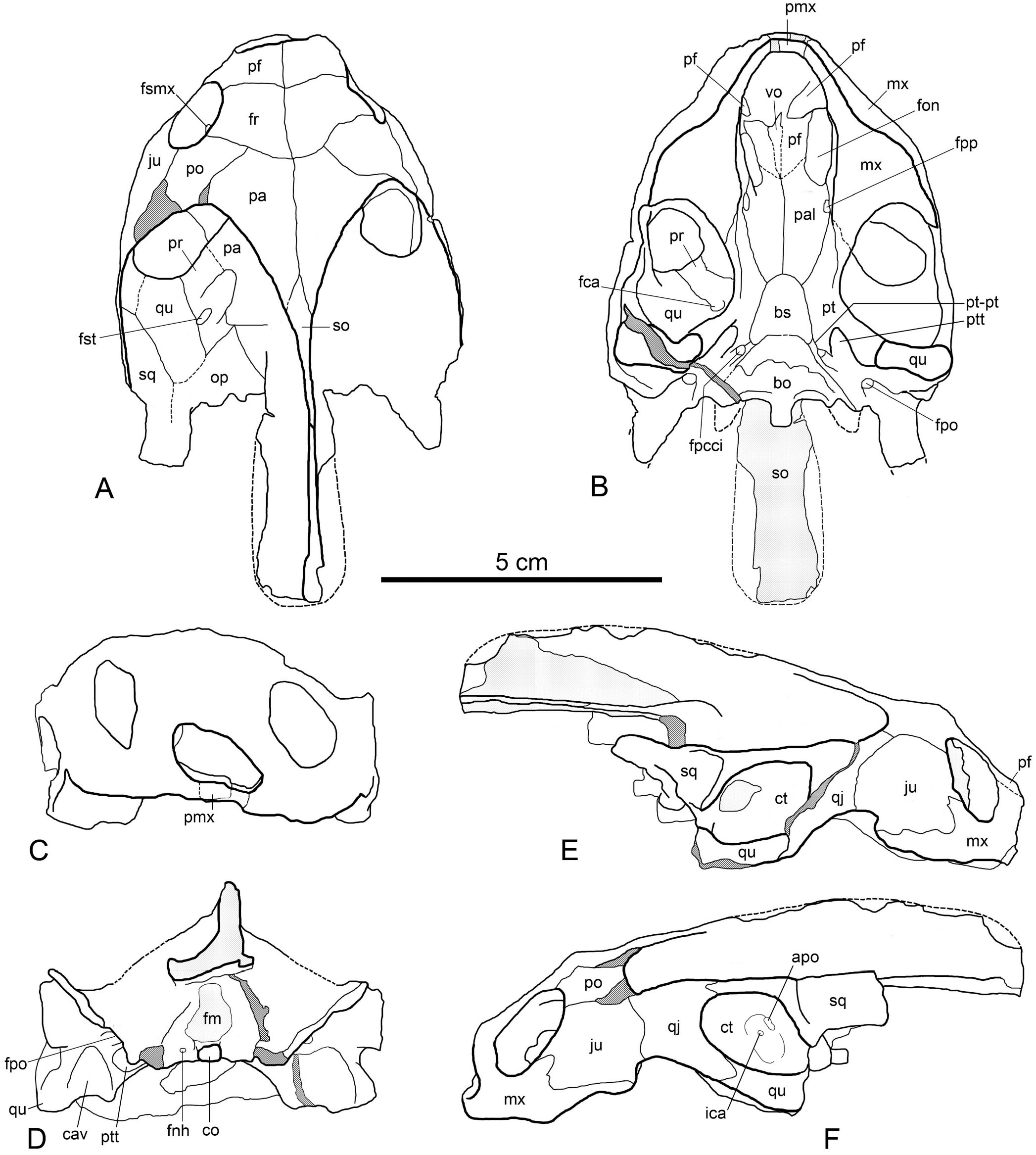 The Cranial Morphology of Anosteira maomingensis (Testudines ...