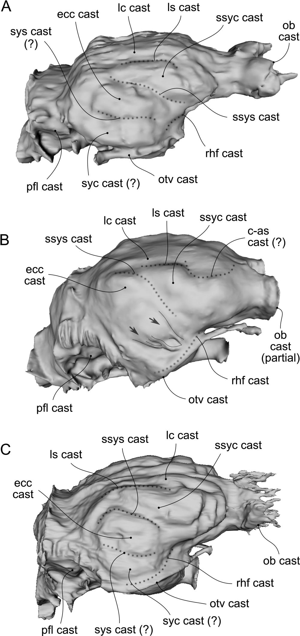 Paleoneurology Auditory Region And Associated Soft Tissue Inference In The Late Oligocene Notoungulates Mendozahippus Fierensis And Gualta Cuyana Toxodontia From Central Western Argentina