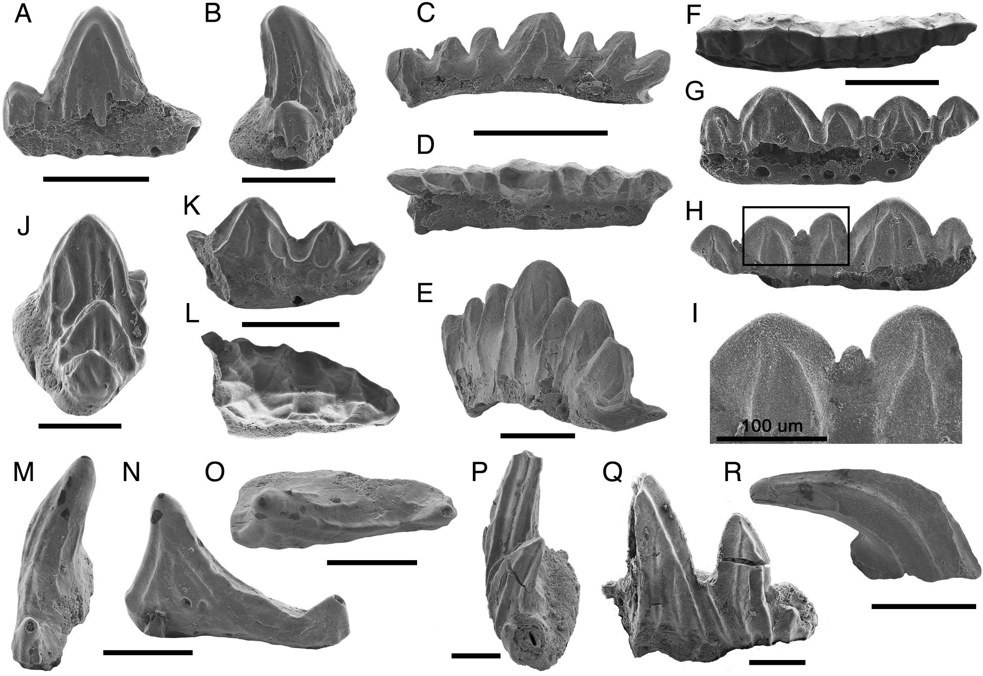 Late Devonian Famennian Chondrichthyes From Mexico