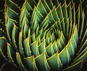 Closeup of Aloe polyphylla