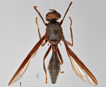 Vespomima nigrotaenia holotype: habitus, dorsal