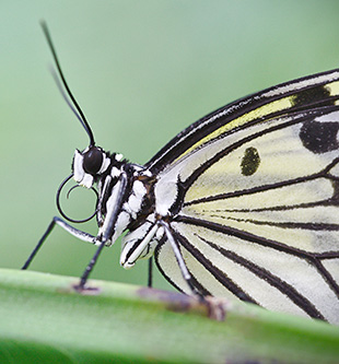 Close up profile of a butterfly (edelfalter).