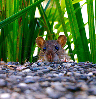 ground-level view of a mouse