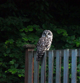 Barred owl sitting on a fence.
