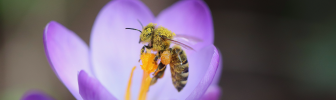 A bee covered in pollen on a crocus flower