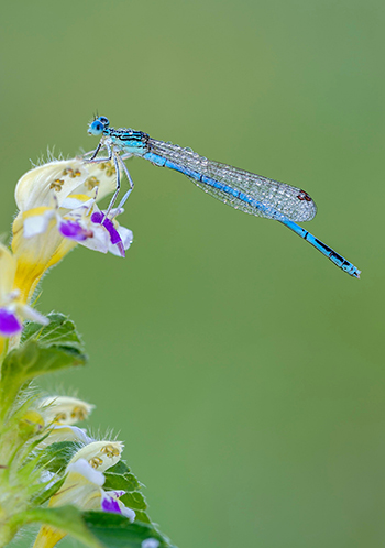 A blue dragonfly perched on a yellow and purple flower.
