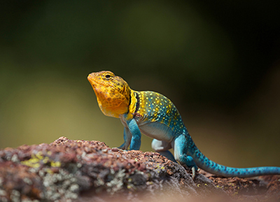 An Eastern collared lizard, Crotaphytus collaris, on a rock