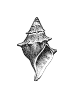 American Malacological Society Logo