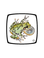 Society for the Study of Amphibians and Reptiles Logo