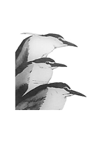 The Waterbird Society Logo